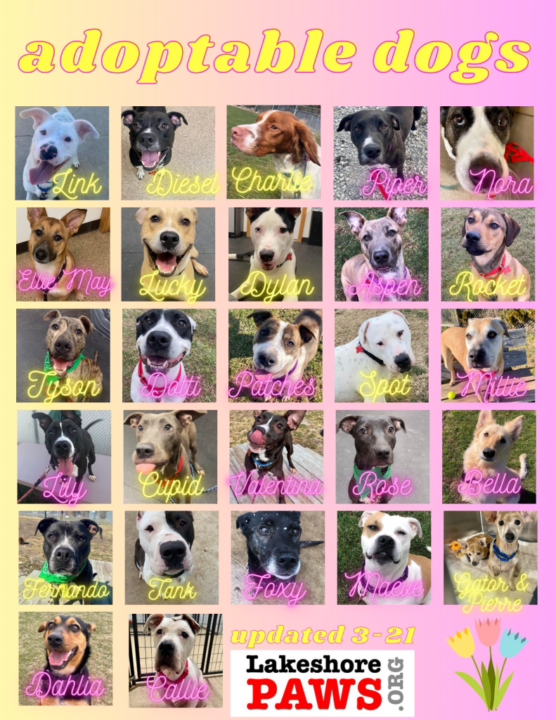 Adoptable Dogs at Lakeshore PAWS