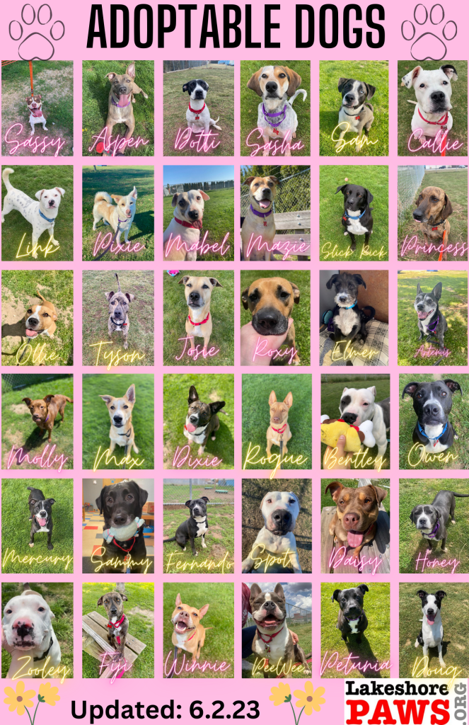 Adoptable Dogs at Lakeshore PAWS