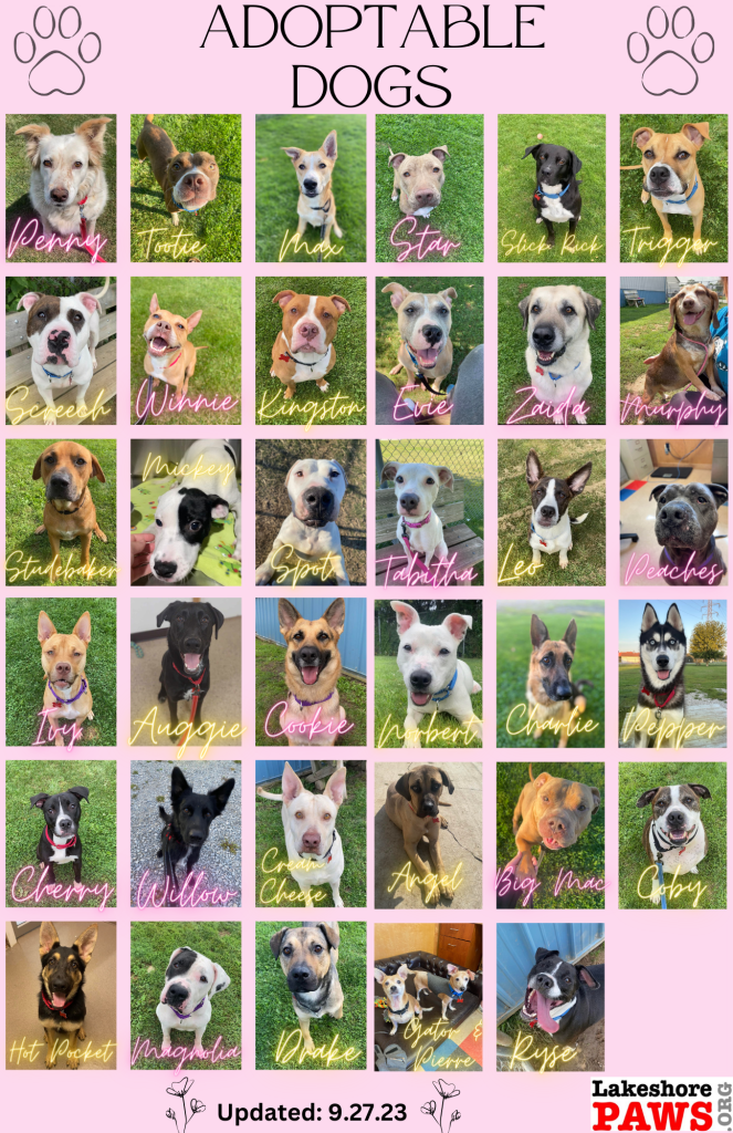 Adoptable Dogs at Lakeshore PAWS